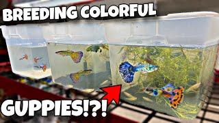 Breeding COLORFUL Guppies (DIY Aquarium)