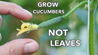 My Clever Ways to MANIPULATE Cucumbers to Produce Early, Often, and Nonstop