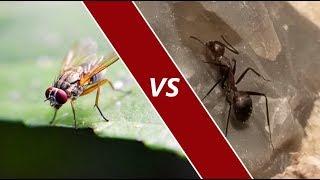 Camponotus Nicobarensis Ant VS Fruit Fly