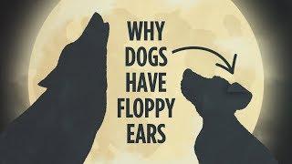 Why Dogs Have Floppy Ears: An Animated Tale