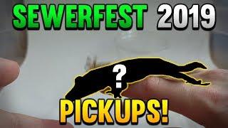 New Geckos From The Sewerfest Reptile Show!