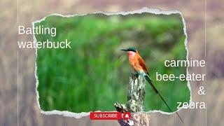 Battling waterbuck, carmine bee-eater and zebra