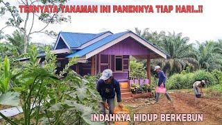 TERNYATA TANAMAN INI PANENNYA SETIAP HARI..!! INDAHNYA HIDUP BERKEBUN