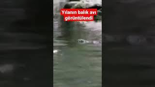 Yılanın balık avı görüntülendi