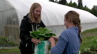 Harvesting Alaska: History at Port Alsworth garden grows along with community