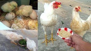 Chicken growth (Day-1 to 6 Months) || Chicken Facts