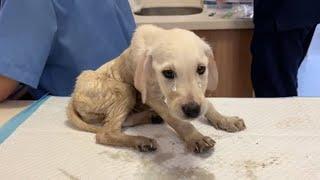 Tears rolled down my cheeks, the poor puppy was found in a trash bin on the side of the road