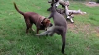 Kangaroo vs Dog!