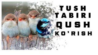 Tushda Qush Ko'rish Tabiri