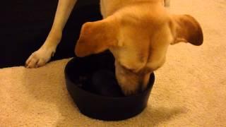 Some Dogs Eat Fast - Lori's Pawzitive FX Pet Sitting