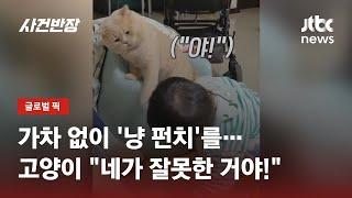 "더는 못 참아!" 아이 장난에 '냥 펀치' 날린 고양이 / JTBC 사건반장