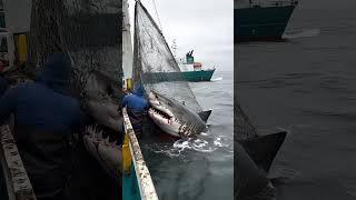 Shark Fishing at Sea#Fishermen's Work#Marine Fishing#Fishermen's Operation#Shark Catching