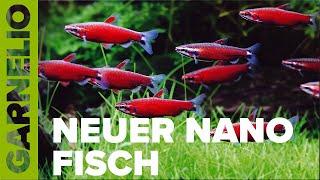 Bunter Neuzugang in der Aquaristik! Scharlachroter Zwergziersalmler - Nannostomus sp  "Amaya"