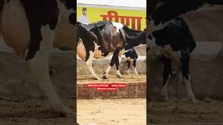 25 Letter Milk  HF cow for sale Sri Ganganagar Rajasthan India #trending #cow #farm #hf #farming