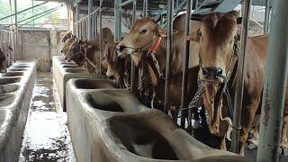 Biggest Cattle Farm In Bangladesh | Sadeeq Agro | Biggest Cow Collection | Huge Cow | Big Cow