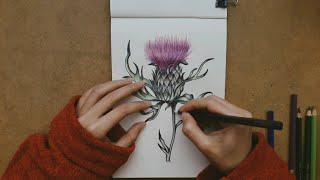 Deve Dikeni Çizimi/1Kelime Öğrenelim/ Thistle Drawing