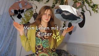 Mein verrücktes kleines Leben mit der Elster.