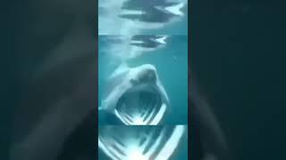 Shark Pog Meme