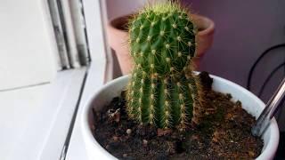 Cactus growing back