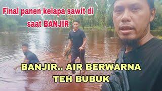 FINAL Panen Kelapa Sawit Saat Banjir Besar