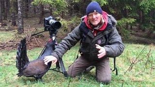 Auerhahn greift Kameramann an | Wood grouse attacking cameraman