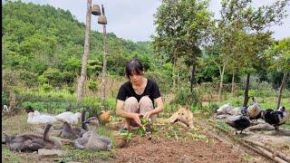 Thu hoạch hành, trồng hoa, trồng rau muống, mồng tơi. Sống với thiên nhiên.