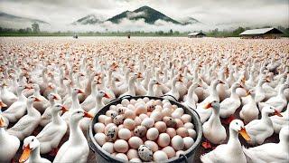 Free Range Duck Farming For Meat - Collecting Duck Eggs At Free Range Farms - Ducks Quacking