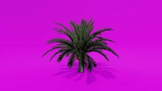 Trees Green Screen - Date Palm A Short