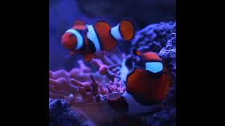 Clown fish laying eggs (Amphiprion percula) #darpanfishaquariums #shorts