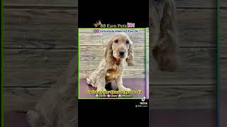 Cocker Spaniel Puppy Singapore 88 Euro Pets #cockerspaniel #englishcockerspaniel #88europets #dog