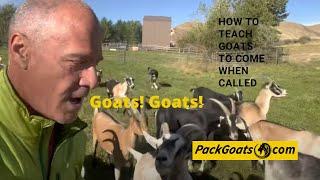 How to Teach Goats to Come When Called
