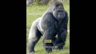 Don't Miss The  2022 Gorilla And 4000 Bce Gorilla  // Mythology King MS // #shorts #viral #short