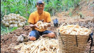 Cilok uthek dari tepung pati irut panen melimpah di kebun dikebun