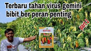 Bibit cabe terbaru generasi kaliber tahan virus dari wiji tani