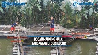 Viral Bocah Mancing, Ikan Dibawa Kabur Kucing