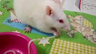 Крыска Рика кушает макароны.  Rat eating pasta.