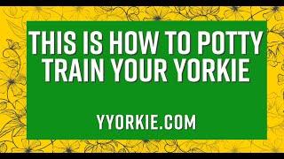 Potty Training A Yorkie (Watch This Before Trying To Potty Train)