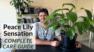 Peace Lily Sensation Care Tips | Tips To Avoid Black Leaves