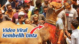 Camel Sacrifice Viral 2023: Here's How They Tie Camels for Slaughter, Eid al-Adha Qurban Animals