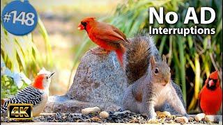 Uninterrupted TV for Cats  8 Hours of Birds  Squirrels Feeder No ADs CatTV ASMR Nature Video