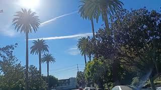 The tall palm trees in the street of LA #shorts  #beverlyhills #losangelescalifornia #palmtrees