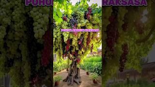 ️ Pohon anggur  RAKSASA berbuah banyak #anggur #grape #shorts #short