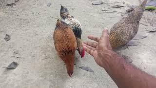 First Egg Alert! See the Signs Your Backyard Chickens Are Laying!