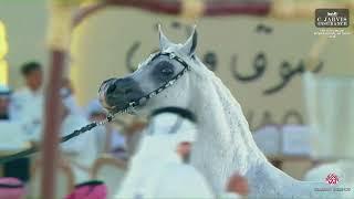 N 177 AJA JUSTAFIRE   5th Souq Waqif International Arabian Horse Show 2024   Stallions 11+ Years Old