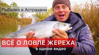 Рыбалка на жереха 2023 осенью в Астрахани! Егерь раскрыл всё секреты рыбалки.