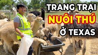 Trang trại nuôi thú của Vương ở Texas - Fast Boy Farm - Vuong101