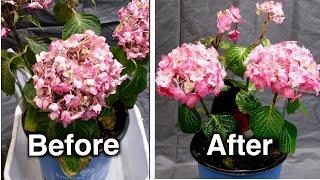 How to bring a wilted plant back to life just in 2 hours!