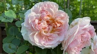 Evelyn, a David Austin Rose! 