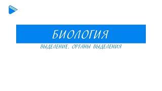 8 класс - Биология - Выделение. Органы выделения