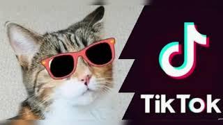 TIK TOK  CATS CHALLENGE  candy shop 